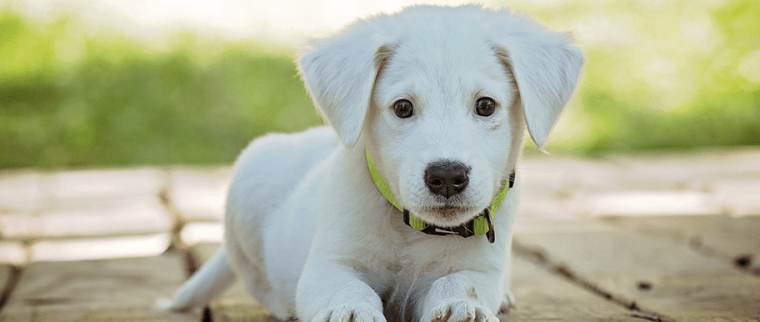 Morsure de tique chien